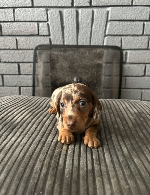 1-boy-available-kc-registered-minature-dachshund-boy-4117-652e7e5ca350b6.94879578