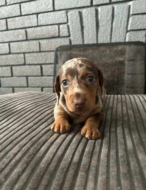 1-boy-available-kc-registered-minature-dachshund-boy-4117-652e7e5ca36063.64792664