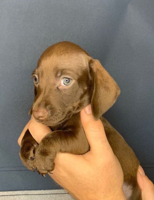 2-left-rare-full-chocolate-dachshund-pups-7964-650d891f83f191.46080470