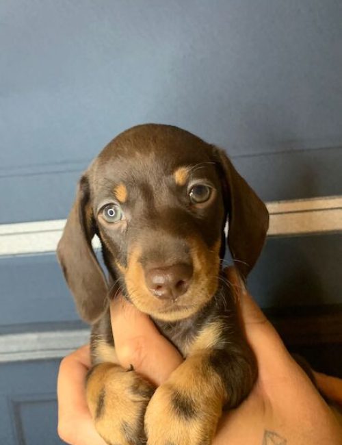 2-left-rare-full-chocolate-dachshund-pups-7964-650d891f83fe24.54785188