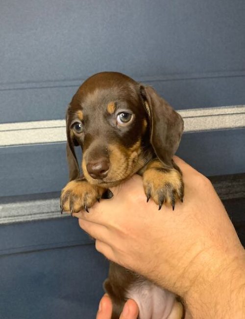 2-left-rare-full-chocolate-dachshund-pups-7964-650d891f840040.92905085