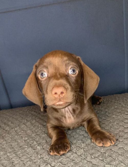 2-left-rare-full-chocolate-dachshund-pups-7964-650d891f8405b5.41233853