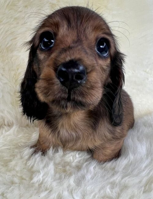 adorable-miniature-long-haired-dachshunds-kc-reg-7879-652d5d405e2463.11697909