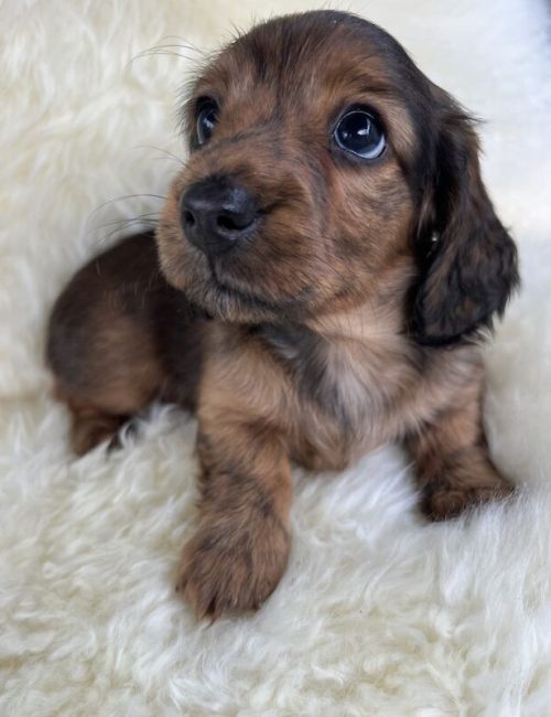 adorable-miniature-long-haired-dachshunds-kc-reg-7879-652d5d405e2fb1.11726286