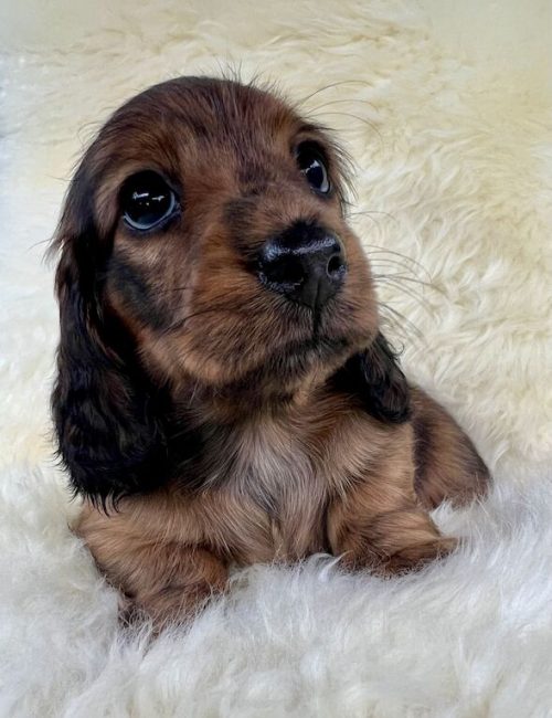 adorable-miniature-long-haired-dachshunds-kc-reg-7879-652d5d405e3116.50886121