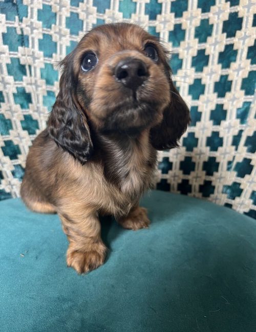 adorable-miniature-long-haired-dachshunds-kc-reg-7879-652d5d405e3247.16424698