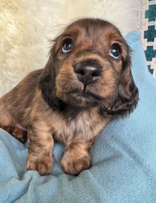 adorable-miniature-long-haired-dachshunds-kc-reg-7879-652d5d405e3370.98653520