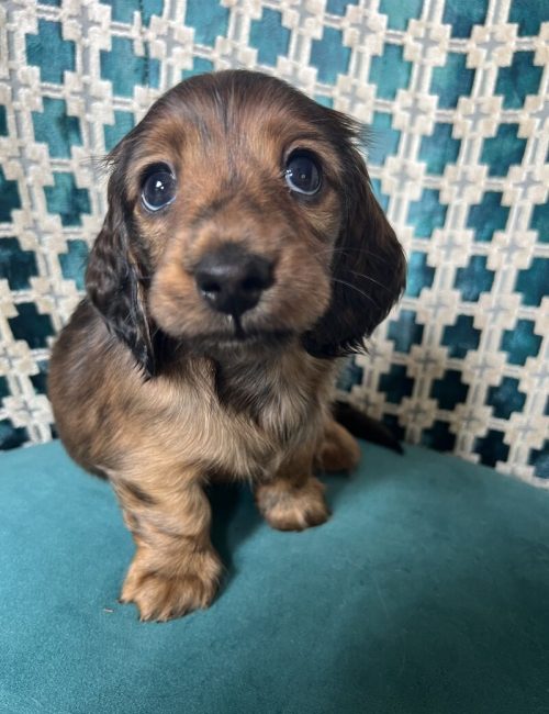 adorable-miniature-long-haired-dachshunds-kc-reg-7879-652d5d405e3477.56861430