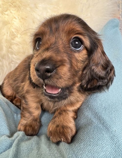 adorable-miniature-long-haired-dachshunds-kc-reg-7879-652d5d405e35b2.28856445