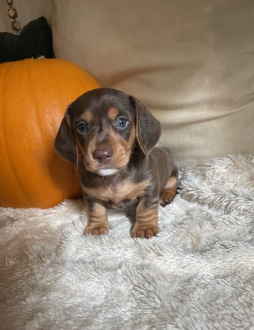 kc-registered-miniature-dachshund-puppies-8708-652fb9c6da06a3.23808981