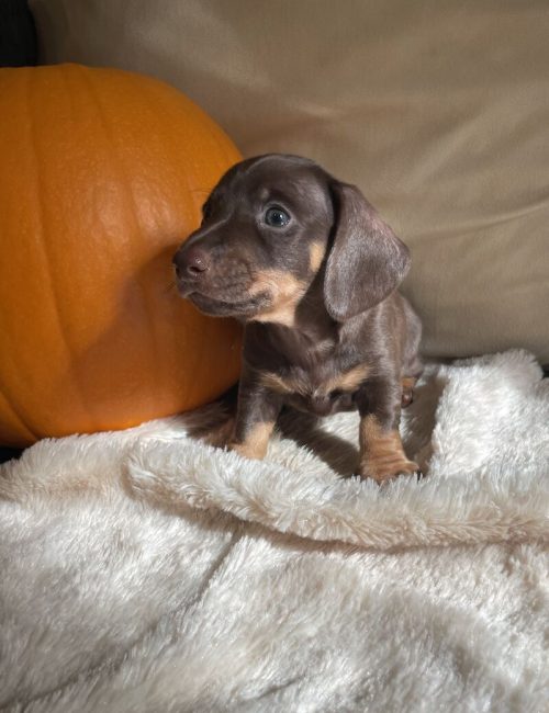 kc-registered-miniature-dachshund-puppies-8708-652fb9c6da1445.96776432