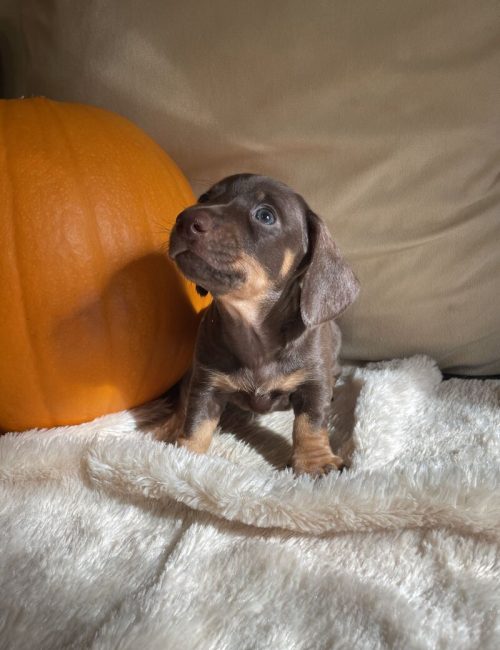 kc-registered-miniature-dachshund-puppies-8708-652fb9c6da1665.71279618