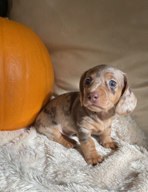 kc-registered-miniature-dachshund-puppies-8708-652fb9c6da1839.88375204