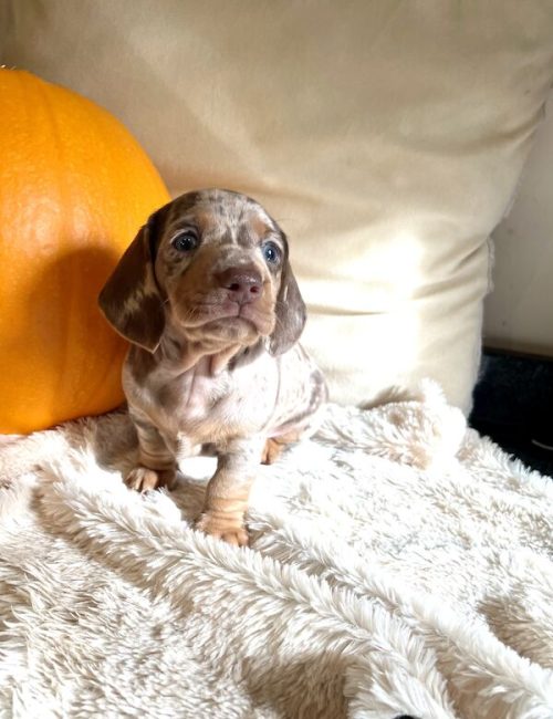 kc-registered-miniature-dachshund-puppies-8708-652fb9c6da1991.55342037