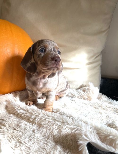 kc-registered-miniature-dachshund-puppies-8708-652fb9c6da1ac7.76265065